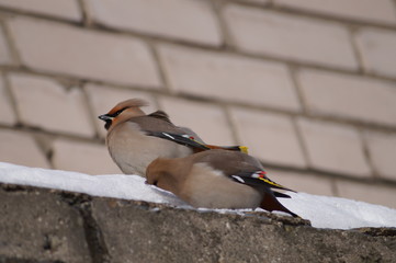 свиристели