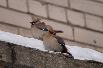 свиристели