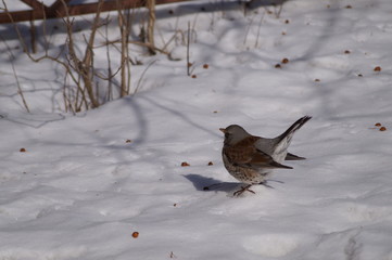 свиристели