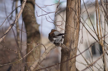 свиристели