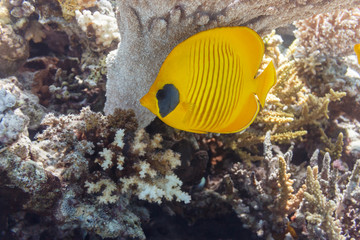 Fototapeta na wymiar Butterfly fish under a coral umbrella.