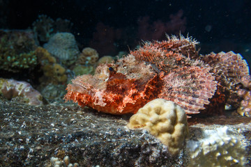 Scorpion on the deck of a sunken ship. Red sea.