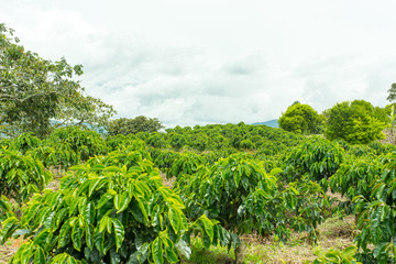 Fototapeta na wymiar Beautiful coffee plantation in Jerico, Colombia in the state of Antioquia.