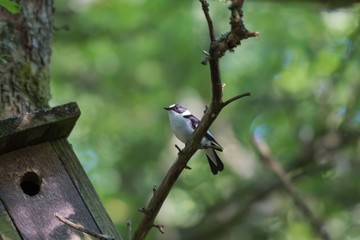 Collared Flycatcher by hid nesting box