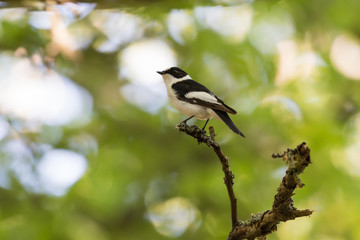 Male Collared Flycatcher on a twig