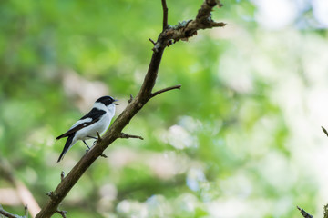 Singing Collared Flycatcher in a bright forest