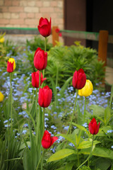 Obraz premium field flowers