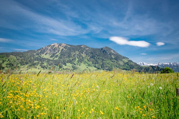 Gelbe Blumenwiese im Allgäu mit Bergen im Hintergrund