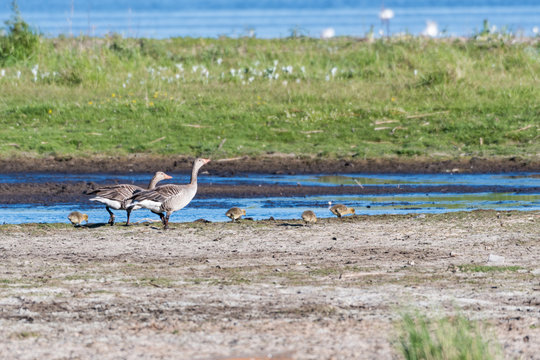 Greylag Goose family with chicks