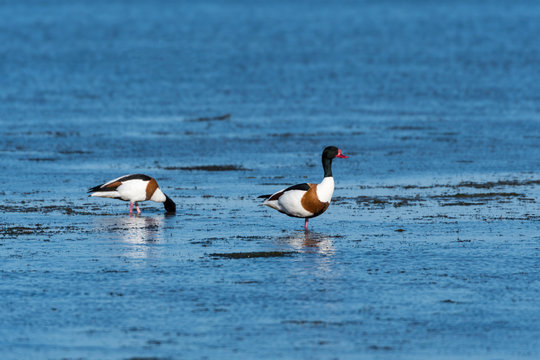 Shelduck couple searching for food
