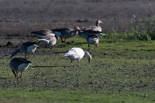 Albino Greylag Goose in a flock feeding geese