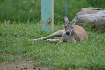 Fototapeta premium Kangaroo in the grass