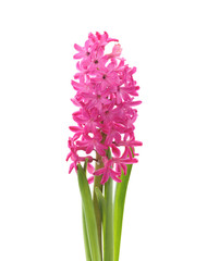 Fototapeta premium Pink beautiful hyacinth.