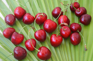 Close up of pile of ripe cherries with stalks and leaves. Large collection of fresh red cherries. Ripe cherries background.