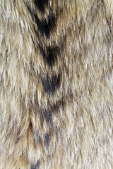 Fur texture. Raccoon dog fur.