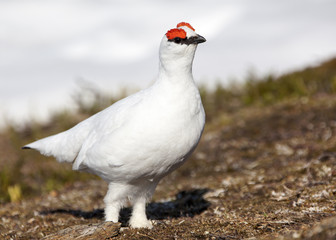 Red Eyebrow Pigeon