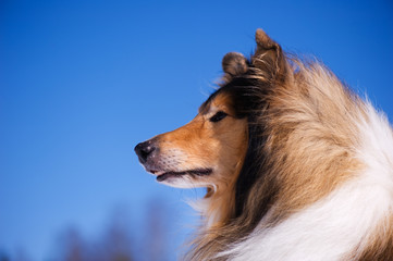 Rough Collie portrait against clear blue sky.