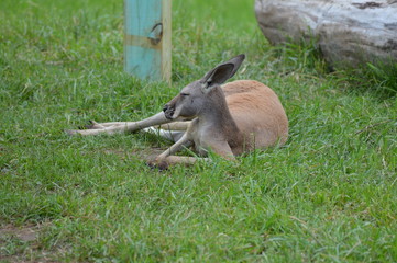 Naklejka na ściany i meble Kangaroo in the grass