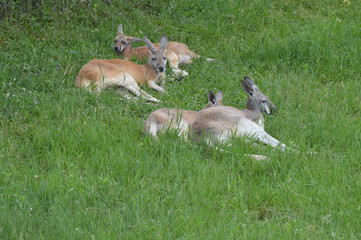 Kangaroo in the grass