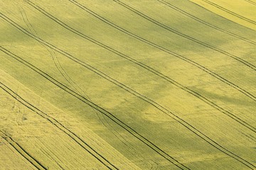 Obraz premium Green sowing field
