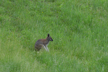 Wallaby in the grass