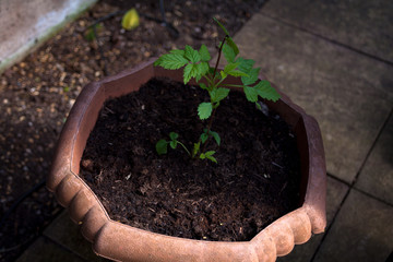 Little green plant in tha shadow. Green seedlings in the flower pot. Closeup image of green plant in the soil. Agriculture concept with flower pot and soil.