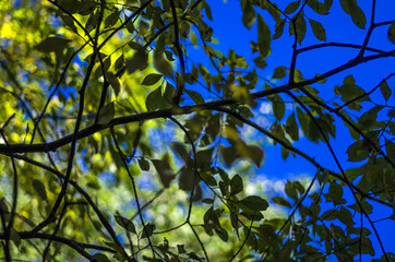 part of plants from nature