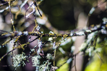 part of plants from nature