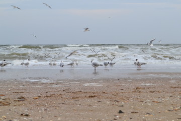 Black head gull Larus ridibundus and common gull Larus canus near the waves on the Black sea walk along the sand in Odessa, Ukraine