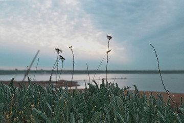 grass with wild flowers grows against the background of the estuary in cloudy weather, beautiful Ukrainian landscape