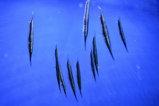 Razorfish Aeoliscus strigatus in blue water in oceanarium