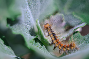 shea caterpillar in the grass. small depth of field