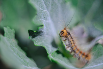 shea caterpillar in the grass. small depth of field