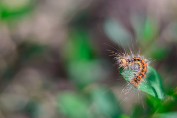 shea caterpillar in the grass. small depth of field