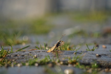 Schmetterling