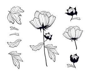 Paeonia. Blooming peony set of black contour drawings. Peony's parts