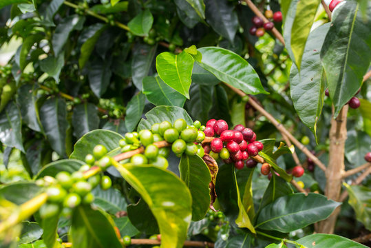 Closeup of a coffee plant on a coffee plantation in Jerico, Colombia in the state of Antioquia.
