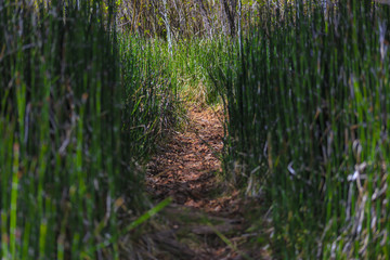 Bamboo reeds on a pathway during a hike