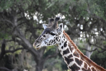 Giraffe