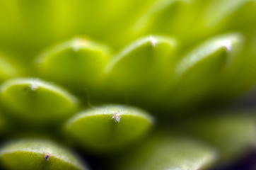 part of plants from nature