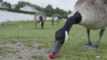 duck eating berreies