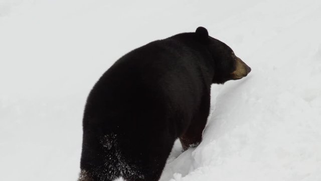 Black bear climbing snow covered hill 