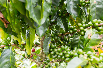 Closeup of coffee plant on Colombian coffee plantation