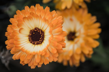 Orange Gerbera Daisy