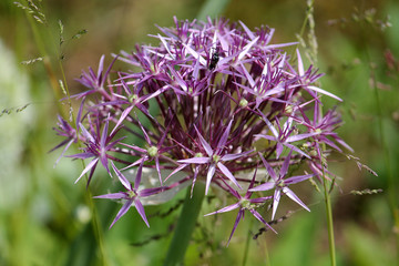 Pink flower of Allium cristophii or Persian onion