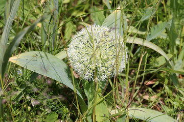 White flower of Turkistan onion or Allium karataviense