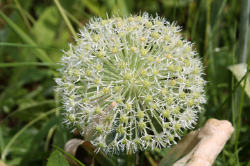 White flower of Turkistan onion or Allium karataviense