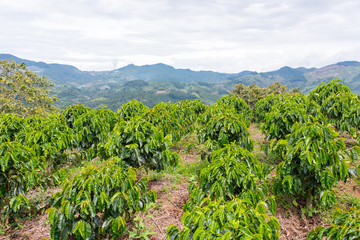 Fototapeta na wymiar Colombian coffee plantation