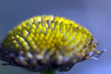 part of plants from nature