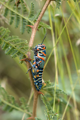 Rainbow grasshopper